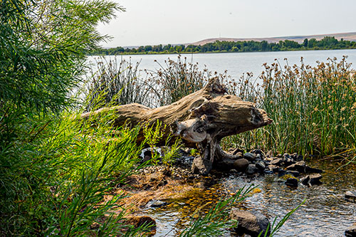 A piece of driftwood caught on the banks of the Columbia River at Sacajawea State Park in Pasco, Washington on Tuesday, August 4, 2015.