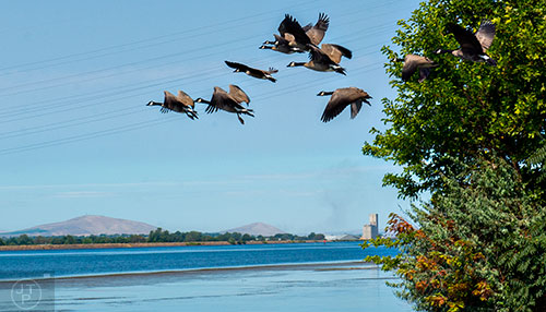 Canadian geese take off over the Columbia River at Sacajawea State Park in Pasco, Washington on Tuesday, August 4, 2015.