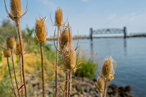 Cattails grow on the banks of the Snake River at Sacajawea State Park in Pasco, Washington on Tuesday, August 4, 2015.
