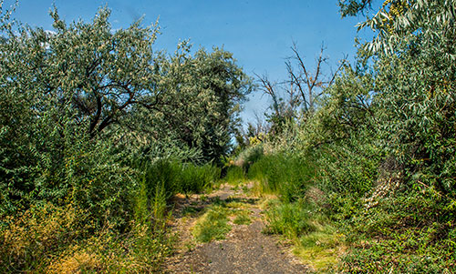 Nature reclaims the old road leading to forgotten campgrounds at Sacajawea State Park in Pasco, Washington on Tuesday, August 4, 2015.