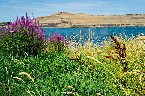 The banks of the Columbia River are covered in brush and tall grass near McNary Dam on the border of Washington state and Oregon on Tuesday, August 4, 2015.