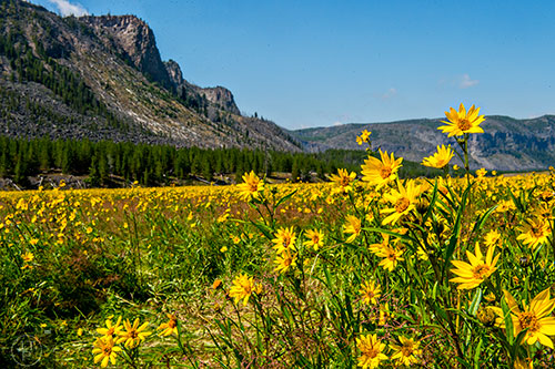 Wildflowers bloom at the base of Mount Haynes inside Yellowstone National Park in Wyoming on Thursday, August 6, 2015.