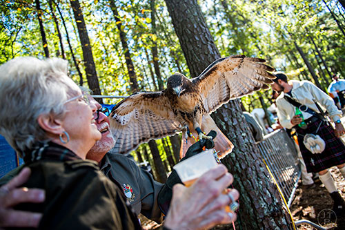 Hali (right), a red tailed hawk, spreads its wings as Alan Drury takes a photo with Suzanne Manlapas during the 43rd annual Highland Games at Stone Mountain Park on Saturday, October 17, 2015. 