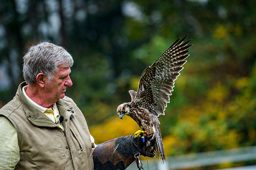 Dale Arrowood holds a sacred falcon during the Indian Festival & Pow Wow at Stone Mountain Park on Saturday, October 31, 2015. 