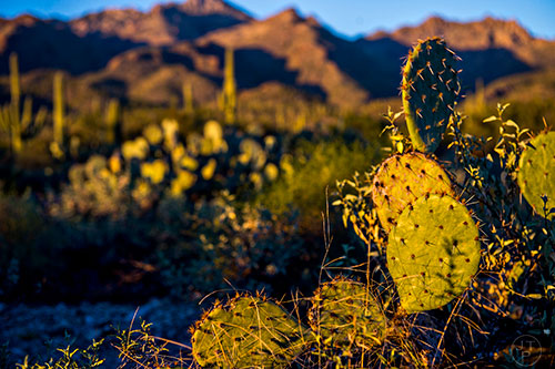 Sunset at Sabino Canyon in Tucson Arizona.