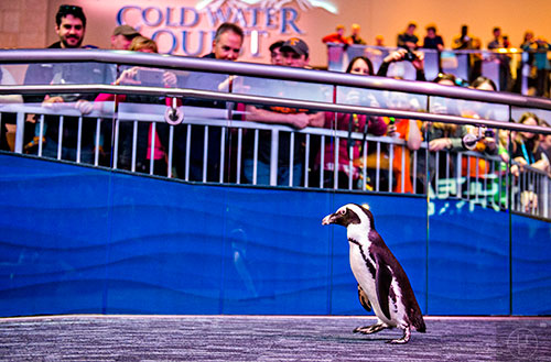 One of three penguins waddles down the ramp in front of a crowd during Party with the Penguins at the Georgia Aquarium in Atlanta on Saturday, January 30, 2016. 