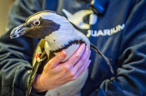 Jennifer Odell (hands) holds a penguin during Party with the Penguins at the Georgia Aquarium in Atlanta on Saturday, January 30, 2016. 