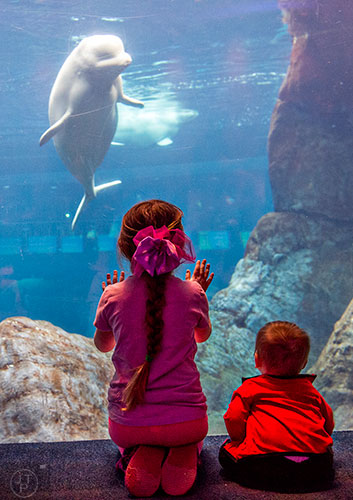 Savannah Macdonald (left) and her sister Tristin watch a beluga whale swim by in its enclosure at The Georgia Aquarium in Atlanta during the Party with the Penguins event on Saturday, January 30, 2016. 