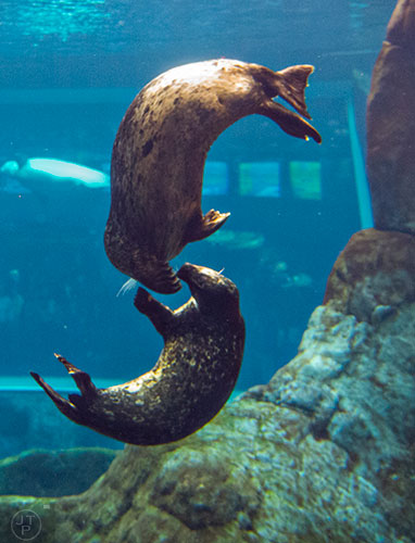 Sea lions play with one another at The Georgia Aquarium in Atlanta on Saturday, January 30, 2016.