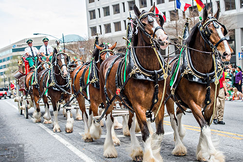 The Budweiser Clydesdales make their way down Peachtree St. during the annual Atlanta St. Patrick's Day Parade on Saturday, March 12, 2016. 
