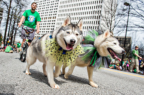 Two huskies, Sabre (left) and Dakota pull Erik Kosman down Peachtree St. during the annual Atlanta St. Patrick's Day Parade on Saturday, March 12, 2016. 