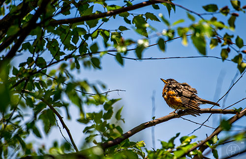 A robin looks for shade from the sun in a tree at Historic Fourth Ward Park.