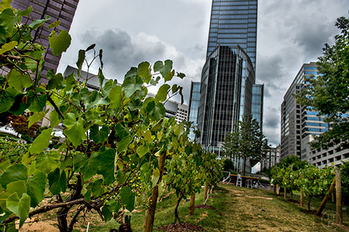 The pop up vineyard at 14th St. in Atlanta as part of the 2016 Atlanta Food & Wine Festival on Sunday.