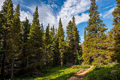 The trail leading to Calypso Cascades inside Rocky Mountain National Park in Colorado on Sunday, July 3, 2016.