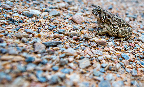 A toad sits on Shadow Canyon Trail outside of Boulder, Colorado on Wednesday, July 20, 2016.