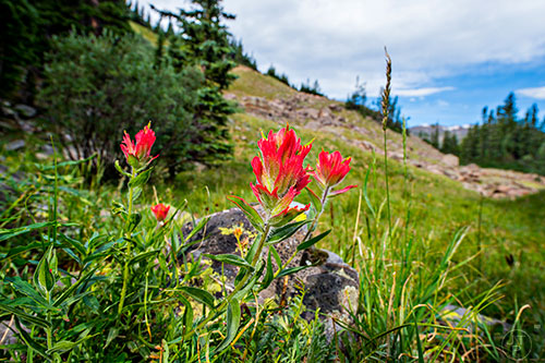 Indian paintbrushes bloom along the Silver Dollar Lake Trail outside of Georgetown, Colorado on Sunday, July 24, 2016.