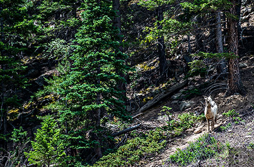 A mountain goat travels up the mountain outside of Georgetown, Colorado on Sunday, July 24, 2016.