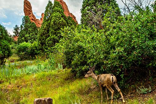 A deer roams through Garden of the Gods outside of Colorado Springs on Monday, August 15, 2016.