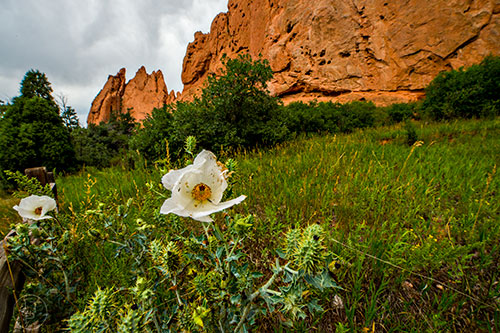 Flowers bloom along the trail at Garden of the Gods outside of Colorado Springs on Monday, August 15, 2016.