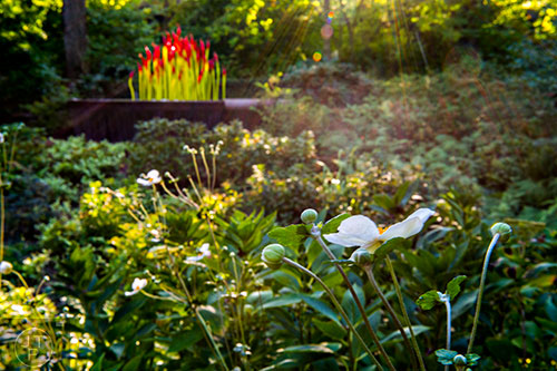 Flowers grow near Chihuly's Fern Dell Paintbrushes installation as sun filters through the trees at the Atlanta Botanical Garden during Chihuly in the Garden.