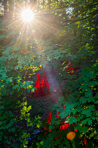 Chihuly's Red Reeds installation is hidden amongst the trees at the Atlanta Botanical Garden during Chihuly in the Garden.