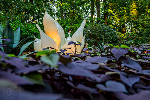 Chihuly's White Belugas installation at the Atlanta Botanical Garden during Chihuly in the Garden.