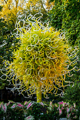 Chihuly's Sol del Citron installation at the Atlanta Botanical Garden during Chihuly in the Garden.