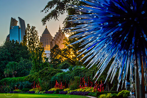 Chihuly's Sapphire Star installation as the sun sets at the Atlanta Botanical Garden during Chihuly in the Garden.