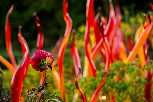 Flowers grow amongst Chihuly's Carmel and Red Fiori installation at the Atlanta Botanical Garden during Chihuly in the Garden.
