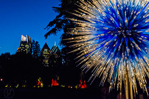 Chihuly's Sapphire Star installation glows in twilight at the Atlanta Botanical Garden during Chihuly in the Garden.